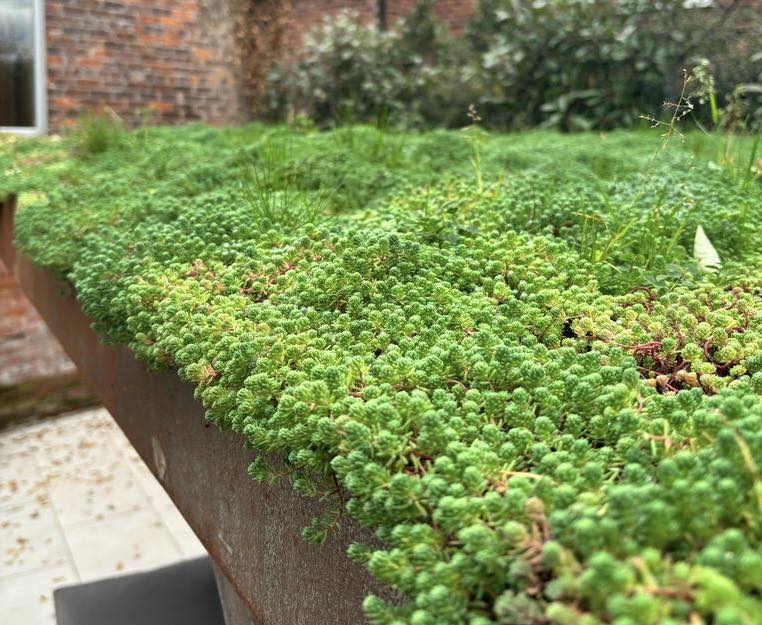 Live Green Roof Cheshire